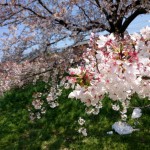 元荒川河川敷の桜をみてきましたよと。