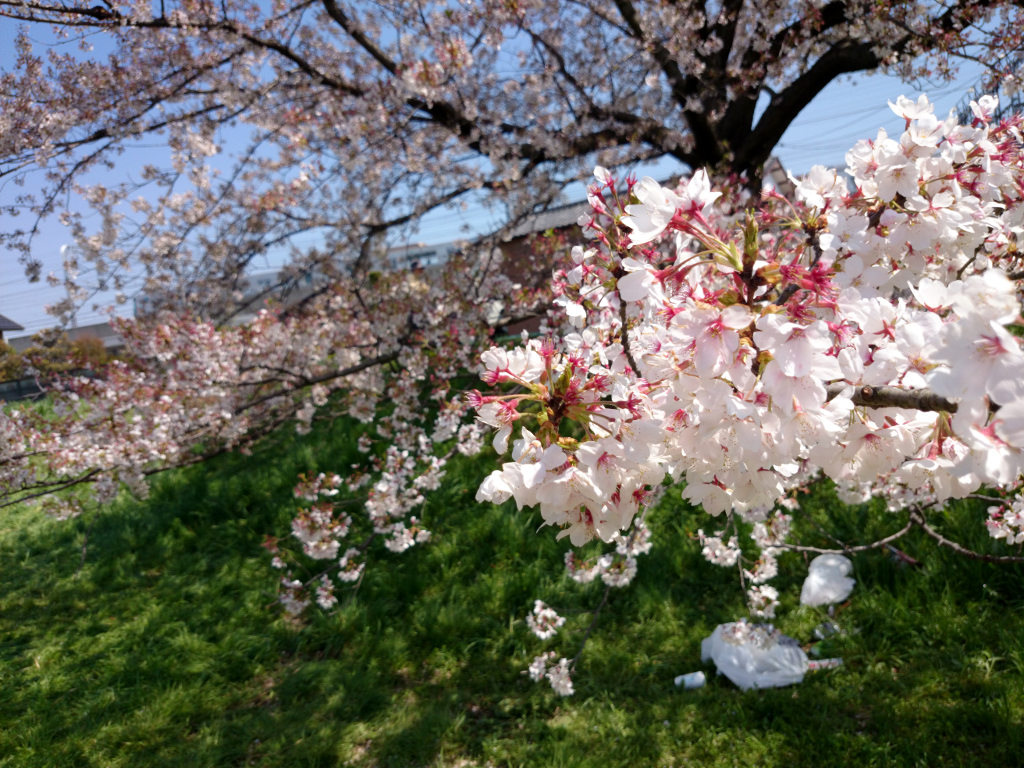 元荒川河川敷の桜をみてきましたよと。